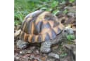 dazikemo Gartenfigur Schildkröte Kunststein Bild 5