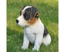 dazikemo Gartenfigur Jack Russel Detailgetreu Kunststein Bild 1