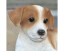 dazikemo Gartenfigur Jack Russel liegend Kunststein Bild 1