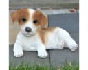 dazikemo Gartenfigur Jack Russel liegend Kunststein Bild 2