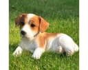 dazikemo Gartenfigur Jack Russel liegend Kunststein Bild 4
