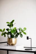 none Bild 1
