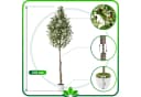 PASCH Künstlicher Olivenbaum 210 cm mit Topf Bild 4