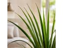 PASCH Kunstpflanze im Topf Yucca 70cm Grün Bild 4