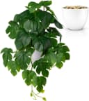 Kunstpflanze Hängepflanze Efeu Monstera in bruchfestem Topf Bild 2