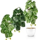PASCH Kunstpflanze Hängepflanze Set Urban Jungle Weißer Topf Bild 2