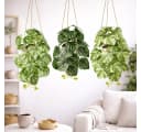 PASCH Kunstpflanze Hängepflanze Set Urban Jungle Weißer Topf Bild 3
