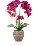 PASCH Kunstorchidee 60cm Urban Stone Topf Lila Real Touch Bild 2
