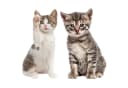 younikat Katzen-Aufkleber Braun/Grau Selbstklebende Folie Bild 2