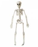 Horror-Shop Halloween Skelett 40 cm Beweglich Bild 2