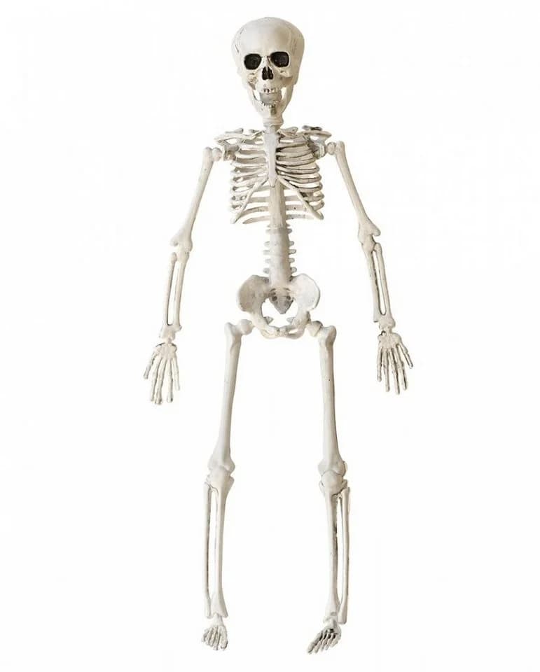 Horror-Shop Halloween Skelett 40 cm Beweglich - Bild 2