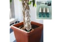BURI Bewässerungssystem Pflanzenbewässerungsaufsatz 3er-Set Blumentopf Wasserspender Bild 1