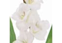 artplants Kunstblume Gladiole ELEA Weiß 80 cm Bild 5