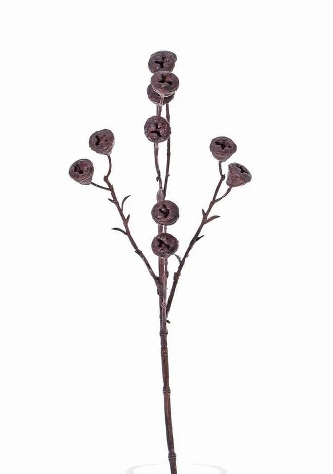 artplants Eukalyptuszweig 60cm Braun mit Früchten