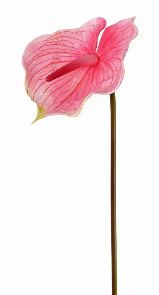 artplants Kunstblume Flamingoblume Moira pink-rosa 75cm - Bild 2