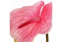 artplants Kunstblume Flamingoblume Moira pink-rosa 75cm Bild 3