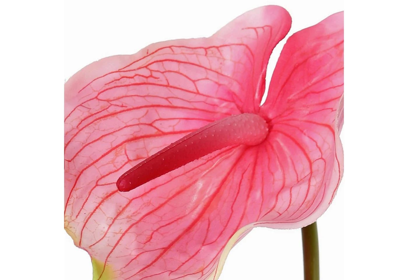 artplants Kunstblume Flamingoblume Moira pink-rosa 75cm - Bild 3