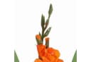 artplants Kunstblume Gladiole ELEA Orange 80 cm Bild 3