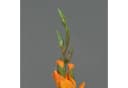 artplants Kunstblume Gladiole ELEA Orange 80 cm Bild 4