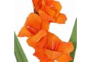 artplants Kunstblume Gladiole ELEA Orange 80 cm Bild 5