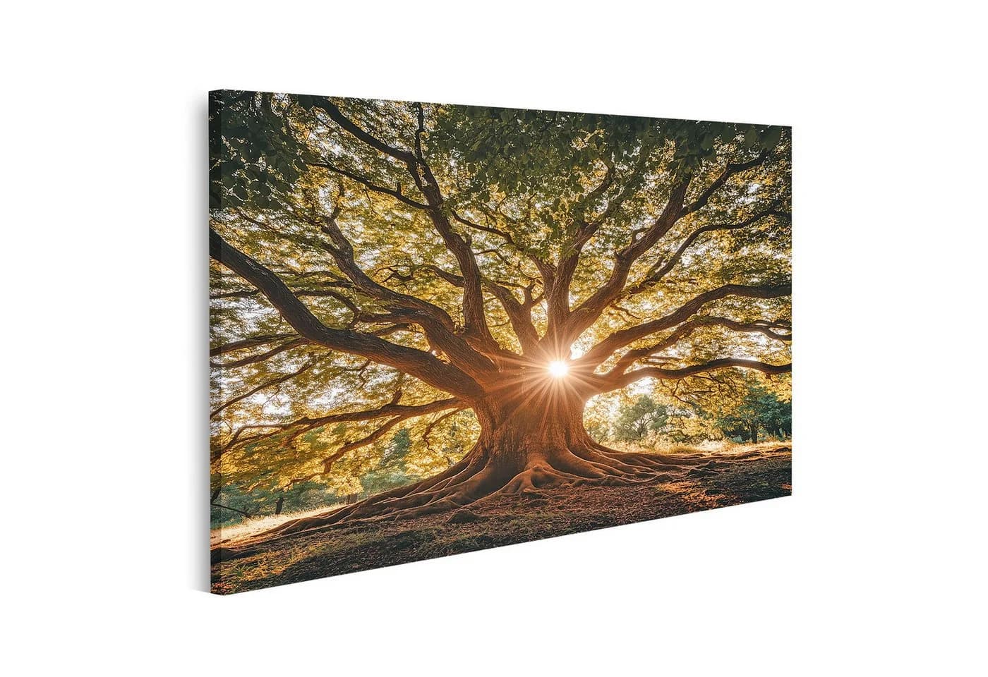Islandburner Leinwandbild Mächtiger Baum mit Sonnenstrahlen - Bild 2
