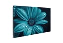 islandburner Leinwandbild Türkisfarbene Blume mit Wassertropfen Bild 2