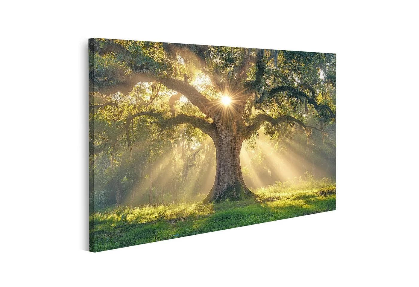 islandburner Leinwandbild Sonnenaufgang durch alte Eiche in mystischem Wald - Bild 2
