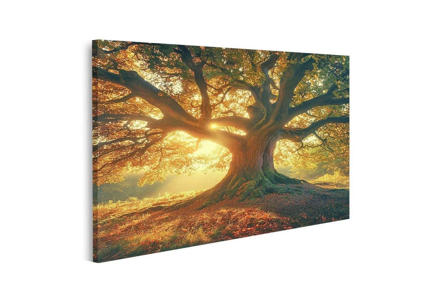 islandburner Leinwandbild Alte Eiche im Sonnenlicht Bunt - Bild 2