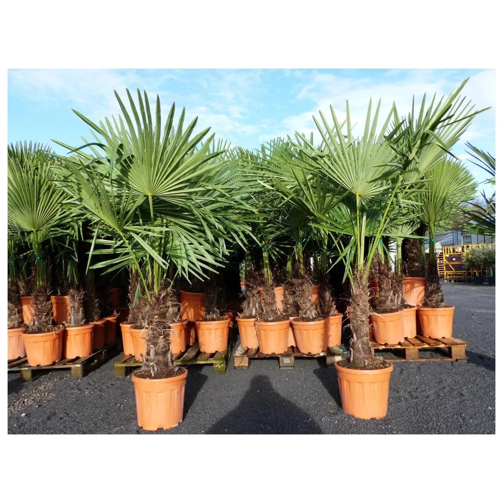 Hanfpalme Trachycarpus Fortunei XXL Winterhart