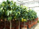 Grünwaren Echter Zitronenbaum 70-100 cm Citrus Limon Bild 1