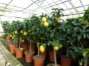 Grünwaren Echter Zitronenbaum 70-100 cm Citrus Limon Bild 2