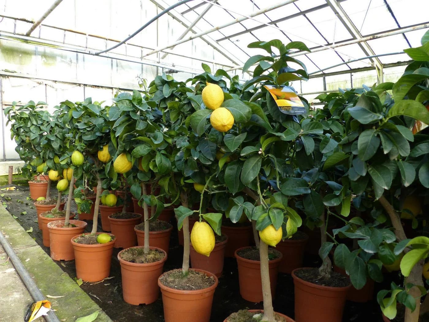 Grünwaren Echter Zitronenbaum 70-100 cm Citrus Limon - Bild 2