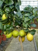 Grünwaren Echter Zitronenbaum 70-100 cm Citrus Limon Bild 3