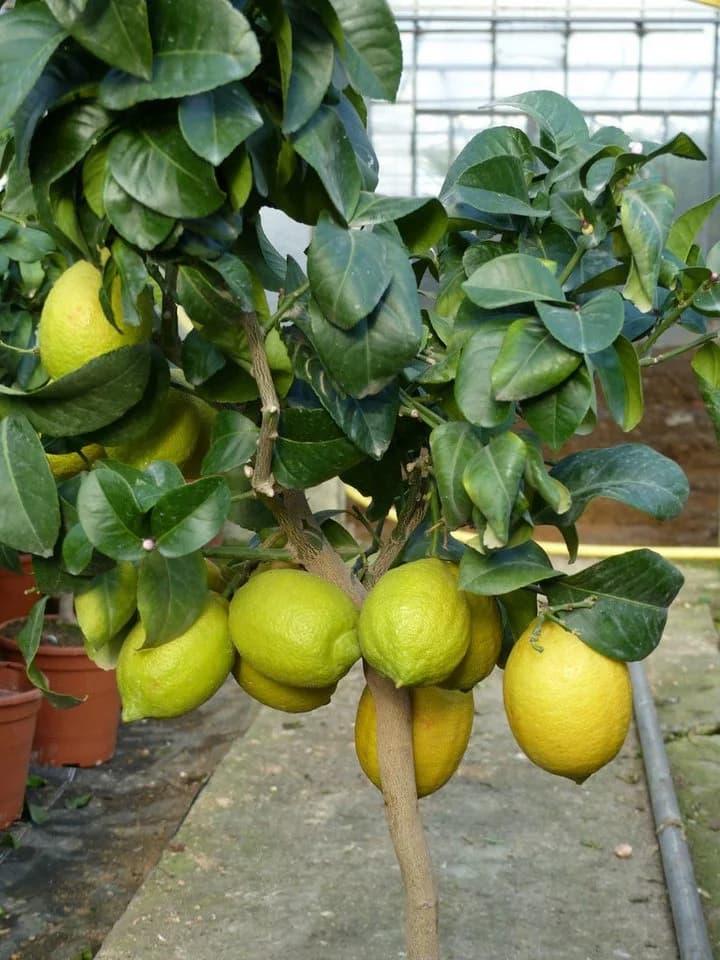 Grünwaren Echter Zitronenbaum 70-100 cm Citrus Limon - Bild 3
