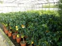 Grünwaren Echter Zitronenbaum 70-100 cm Citrus Limon Bild 4