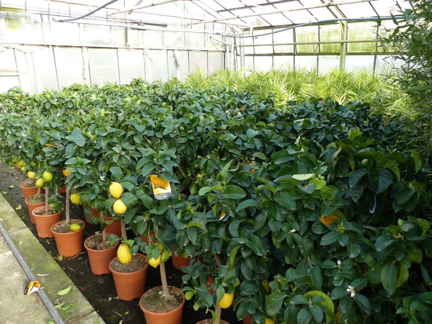 Grünwaren Echter Zitronenbaum 70-100 cm Citrus Limon - Bild 4