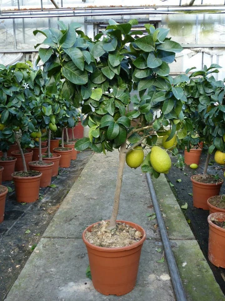 Grünwaren Echter Zitronenbaum 70-100 cm Citrus Limon - Bild 5