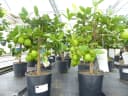 gruenwaren jakubik Limettenbaum Caipirinha-Limette 70-90 cm Bild 1