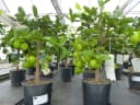 gruenwaren jakubik Limettenbaum Caipirinha-Limette 70-90 cm Bild 2