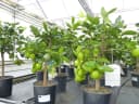 gruenwaren jakubik Limettenbaum Caipirinha-Limette 70-90 cm Bild 3