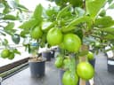 gruenwaren jakubik Limettenbaum Caipirinha-Limette 70-90 cm Bild 4