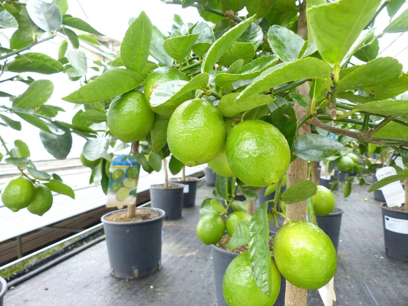 gruenwaren jakubik Limettenbaum Caipirinha-Limette 70-90 cm - Bild 4