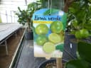 gruenwaren jakubik Limettenbaum Caipirinha-Limette 70-90 cm Bild 5