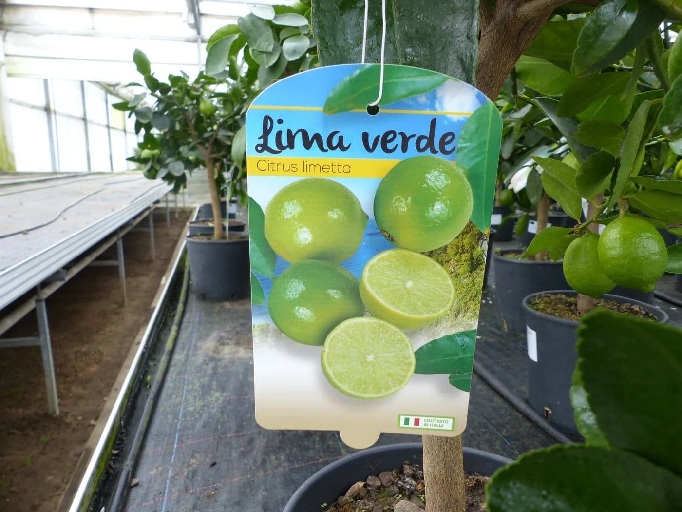 gruenwaren jakubik Limettenbaum Caipirinha-Limette 70-90 cm - Bild 5