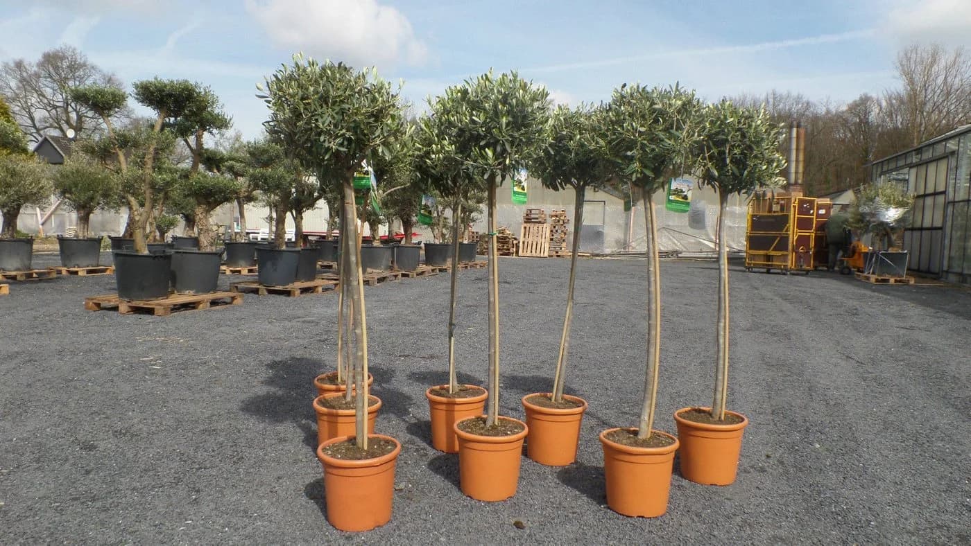Olivenbaum Olive Hochstamm 160-180 cm Winterhart Beste Qualität - Bild 4