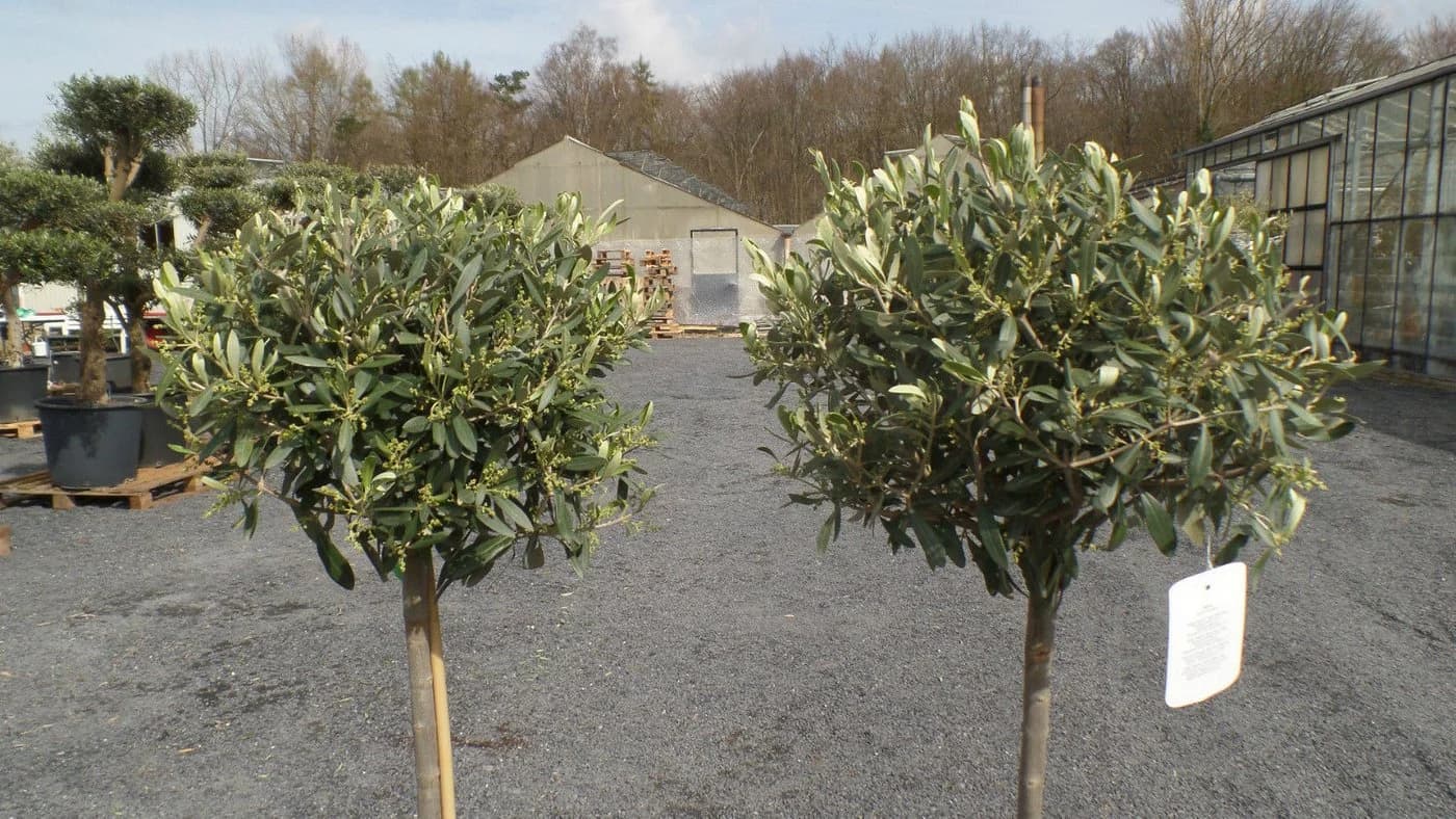 Olivenbaum Olive Hochstamm 160-180 cm Winterhart Beste Qualität - Bild 5