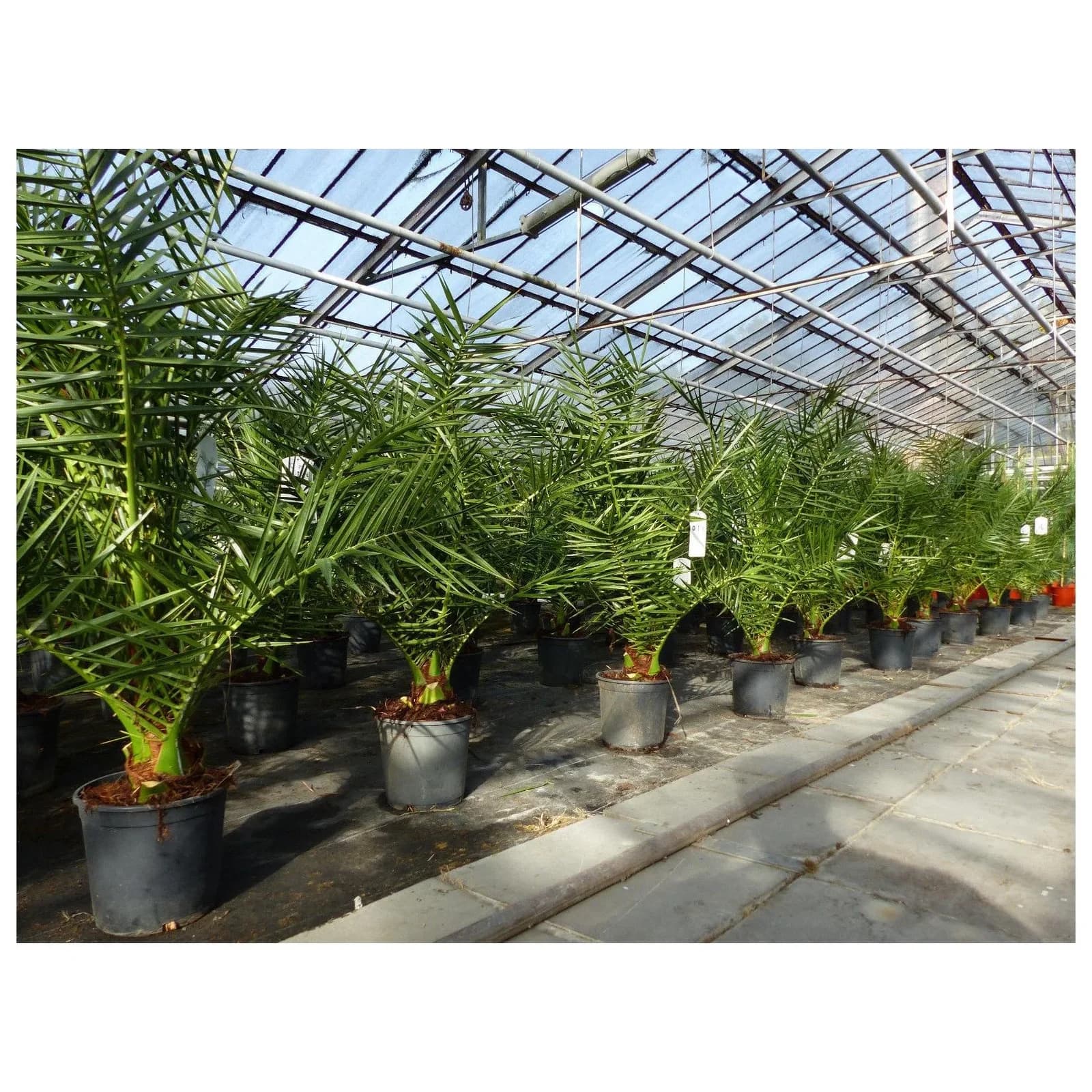 Marktkauf Kanarische Dattelpalme Phoenix canariensis