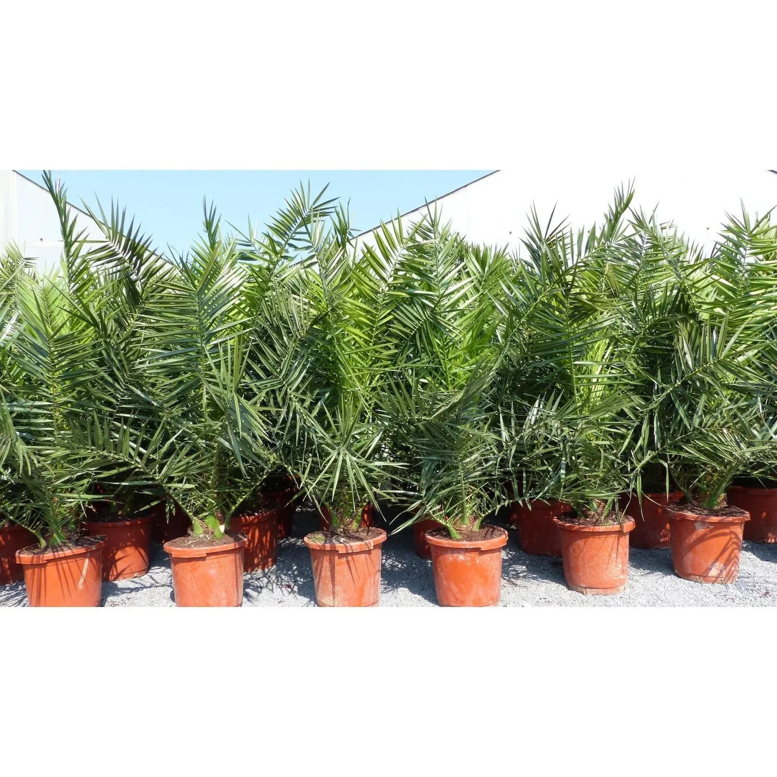 Marktkauf Kanarische Dattelpalme Phoenix canariensis