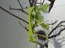 Feigenbaum Ficus Carica hell UND dunkel in 1 Topf winterhart Bild 1