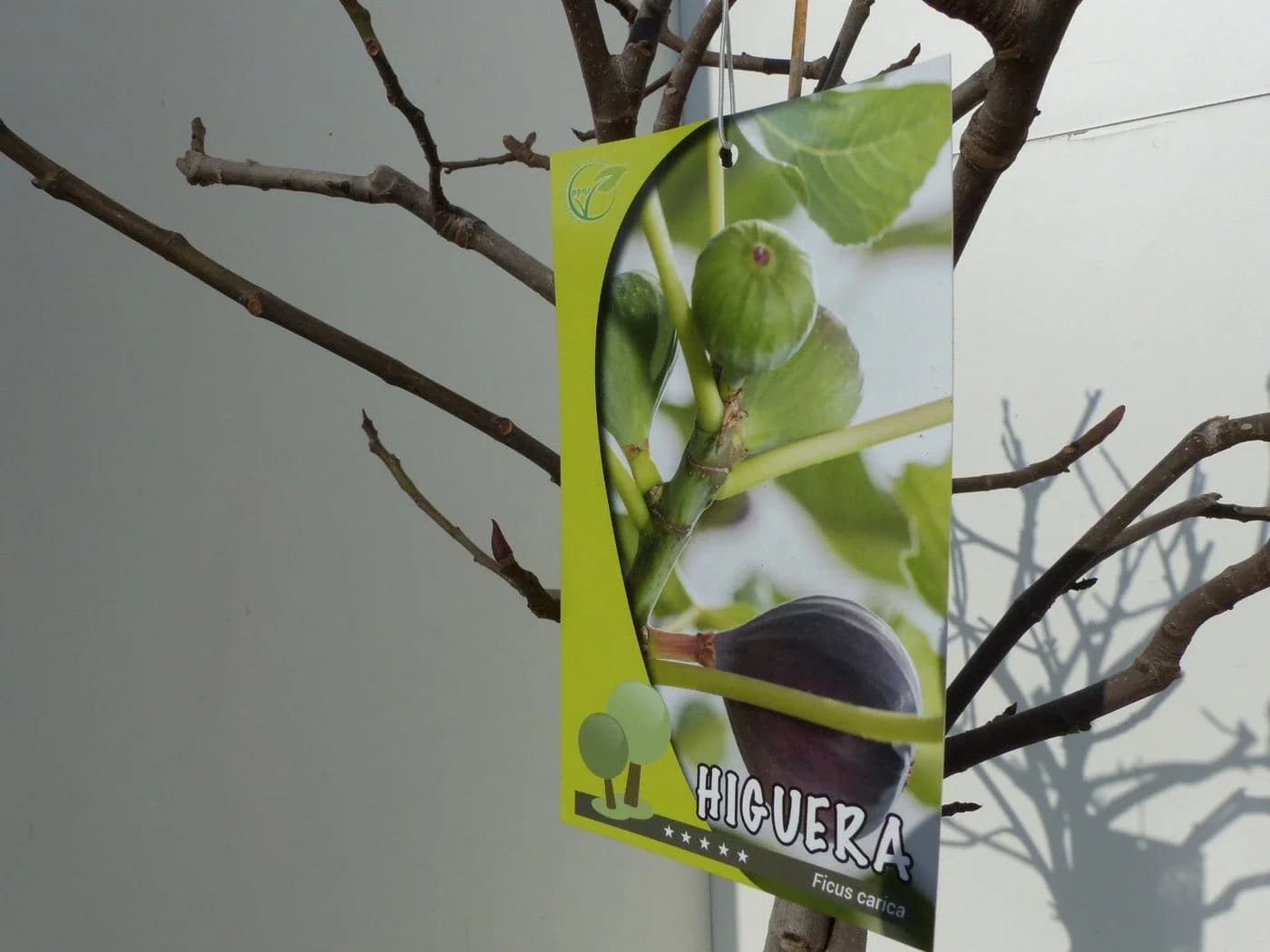 Feigenbaum Ficus Carica hell UND dunkel in 1 Topf winterhart